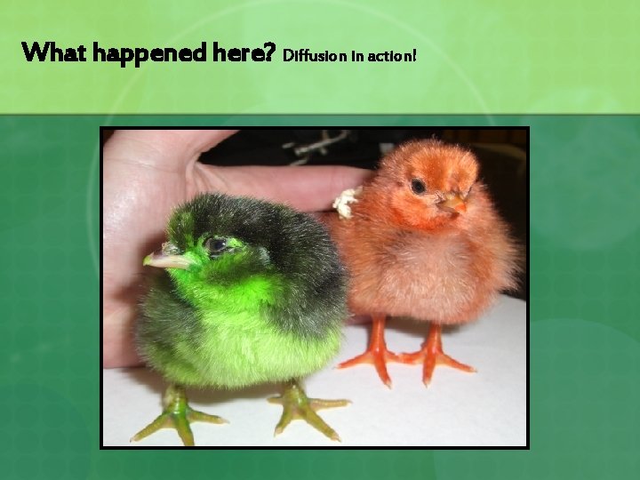 What happened here? Diffusion in action! 