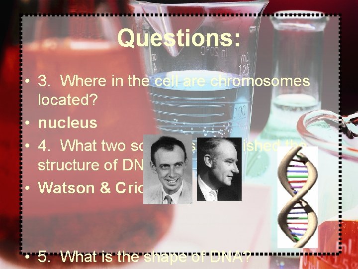 Questions: • 3. Where in the cell are chromosomes located? • nucleus • 4.