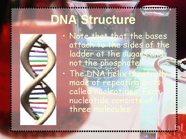 DNA Structure • Note that the bases attach to the sides of the ladder