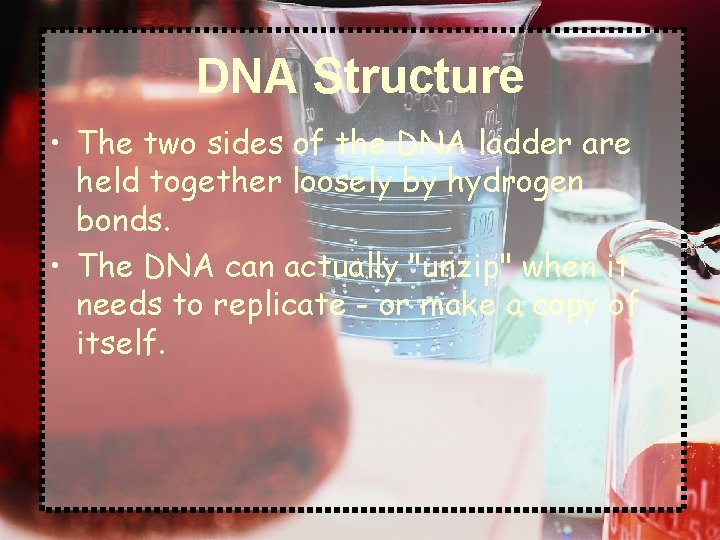 DNA Structure • The two sides of the DNA ladder are held together loosely