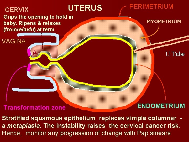CERVIX UTERUS Grips the opening to hold in baby. Ripens & relaxes (fromrelaxin) at