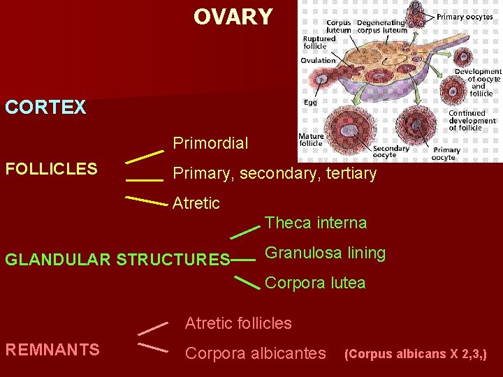 OVARY CORTEX Primordial FOLLICLES Primary, secondary, tertiary Atretic Theca interna GLANDULAR STRUCTURES Granulosa lining