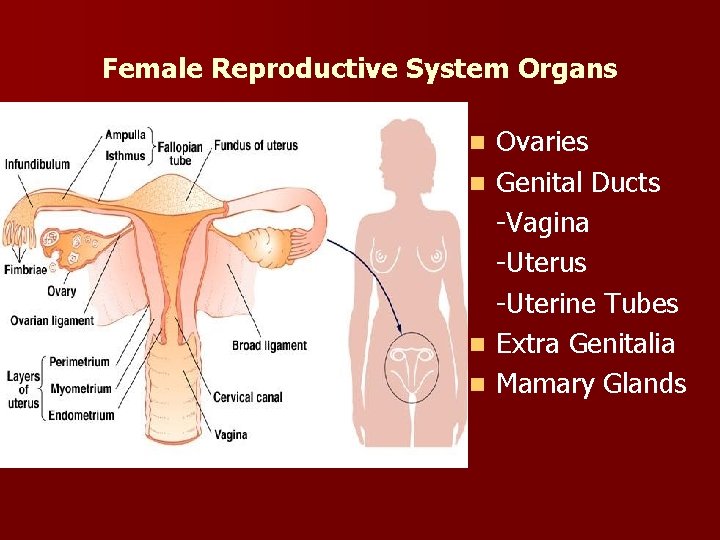 Female Reproductive System Organs n n Ovaries Genital Ducts -Vagina -Uterus -Uterine Tubes Extra