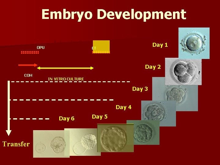 Embryo Development OPU Day 1 ET Day 2 COH IN VITRO CULTURE Day 3