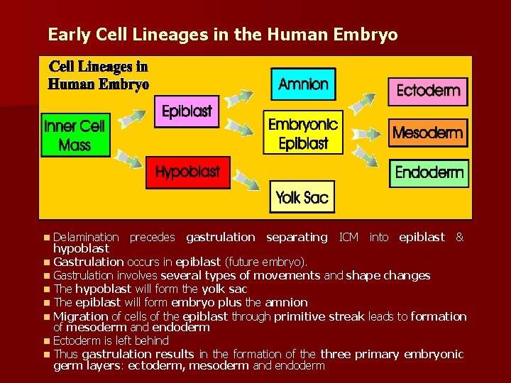 Early Cell Lineages in the Human Embryo n Delamination precedes gastrulation separating ICM into