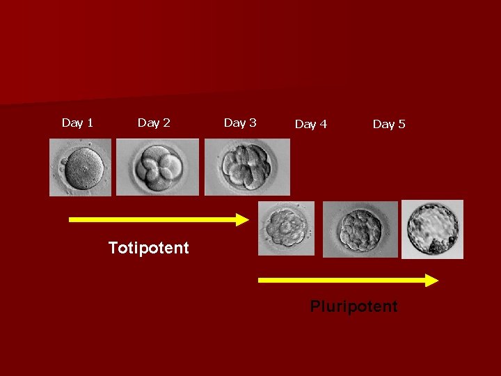 Day 1 Day 2 Day 3 Day 4 Day 5 Totipotent Pluripotent 