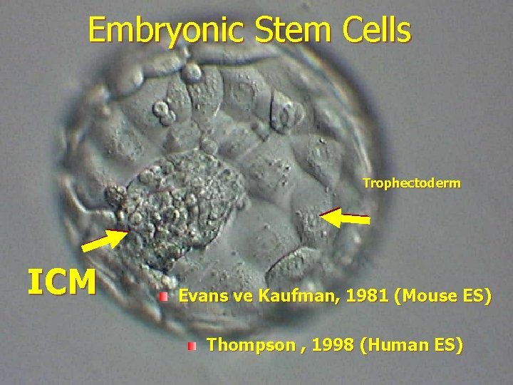 Embryonic Stem Cells Trophectoderm ICM Evans ve Kaufman, 1981 (Mouse ES) Thompson , 1998