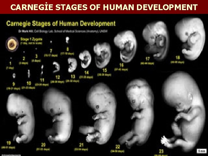 CARNEGİE STAGES OF HUMAN DEVELOPMENT 