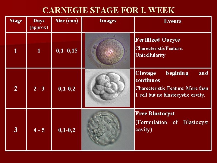 CARNEGIE STAGE FOR I. WEEK Stage Days (approx) Size (mm) Images Events Fertilized Oocyte