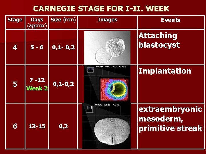 CARNEGIE STAGE FOR I-II. WEEK Stage 4 Days Size (mm) (approx) 5 -6 0,