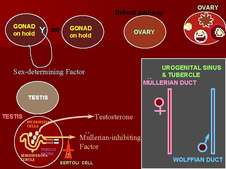 Default pathway GONAD on hold Y OR GONAD on hold OVARY UROGENITAL SINUS &