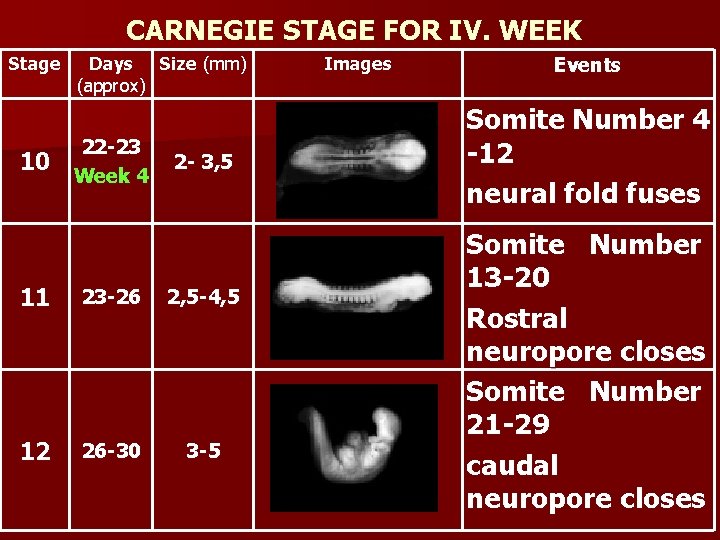 CARNEGIE STAGE FOR IV. WEEK Stage 10 Days Size (mm) (approx) 22 -23 Week