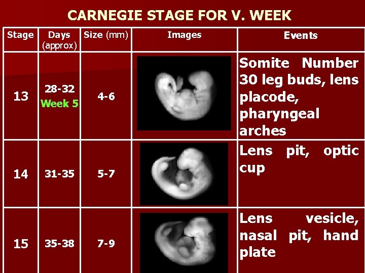 CARNEGIE STAGE FOR V. WEEK Stage Days Size (mm) (approx) 13 28 -32 Week