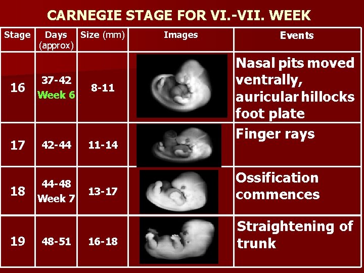 CARNEGIE STAGE FOR VI. -VII. WEEK Stage Days Size (mm) (approx) 16 37 -42