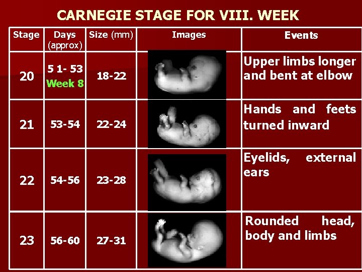 CARNEGIE STAGE FOR VIII. WEEK Stage 20 21 22 23 Days Size (mm) (approx)