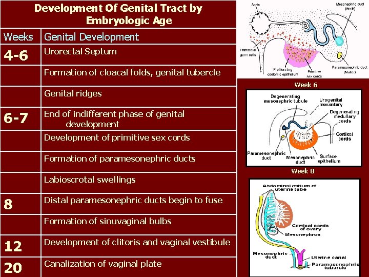 Development Of Genital Tract by Embryologic Age Weeks Genital Development 4 -6 Urorectal Septum