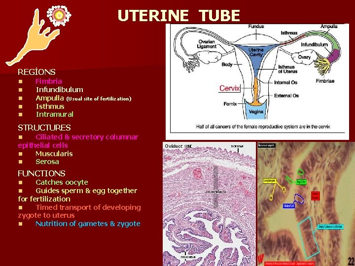UTERINE TUBE REGİONS n n n Fimbria Infundibulum Ampulla (Usual site of fertilization) Isthmus