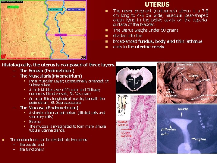 UTERUS n n n The never pregnant (nulliparous) uterus is a 7 -8 cm