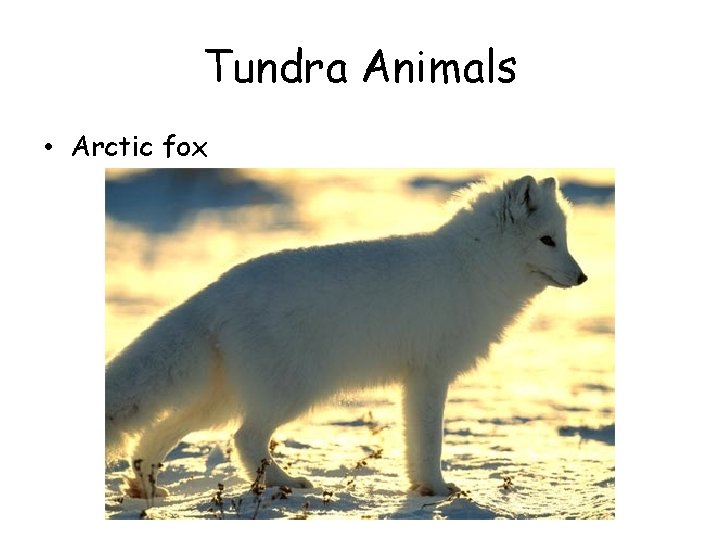 Tundra Animals • Arctic fox 