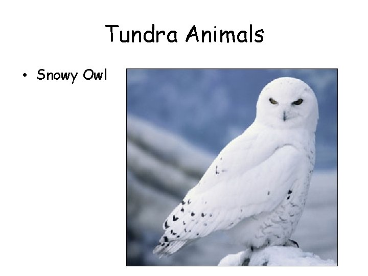 Tundra Animals • Snowy Owl 