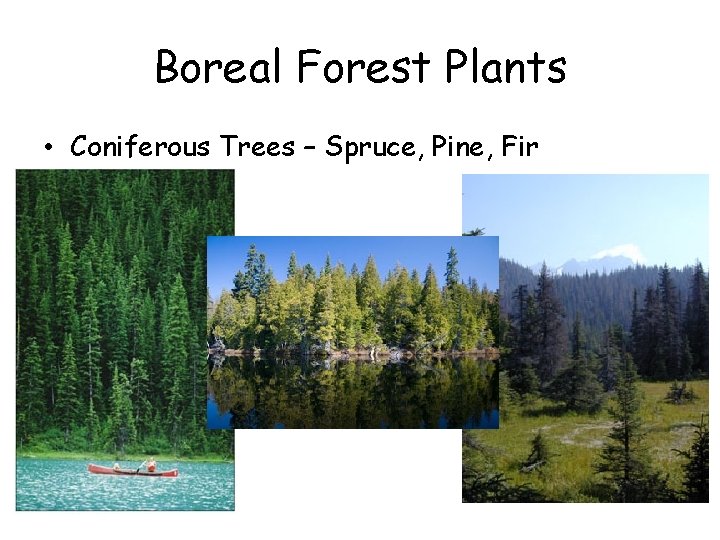 Boreal Forest Plants • Coniferous Trees – Spruce, Pine, Fir Boreal Forest Plants • Coniferous Trees – Spruce, Pine, Fir