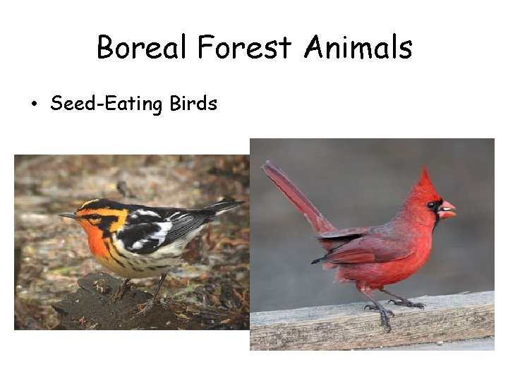 Boreal Forest Animals • Seed-Eating Birds 