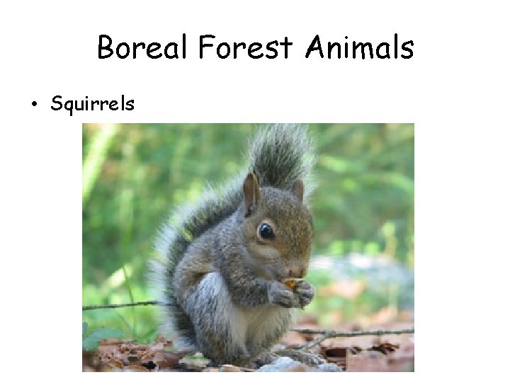 Boreal Forest Animals • Squirrels Boreal Forest Animals • Squirrels