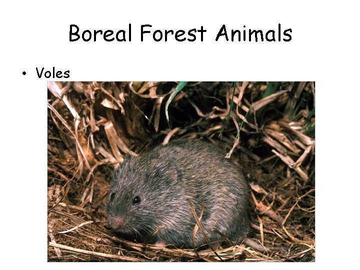 Boreal Forest Animals • Voles 