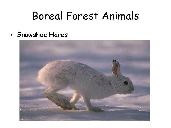 Boreal Forest Animals • Snowshoe Hares 