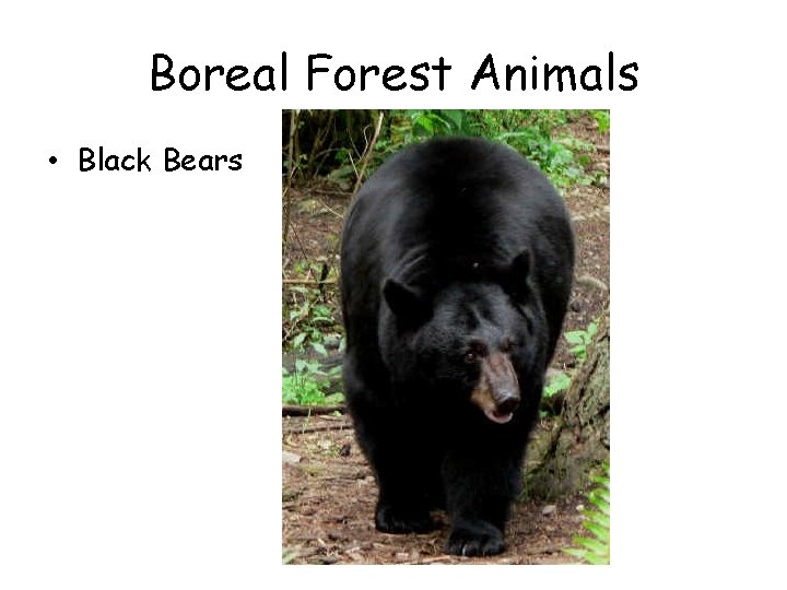 Boreal Forest Animals • Black Bears 
