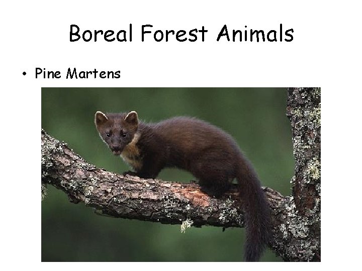 Boreal Forest Animals • Pine Martens Boreal Forest Animals • Pine Martens