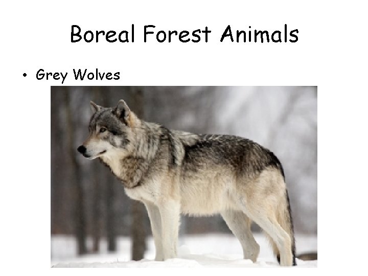 Boreal Forest Animals • Grey Wolves 