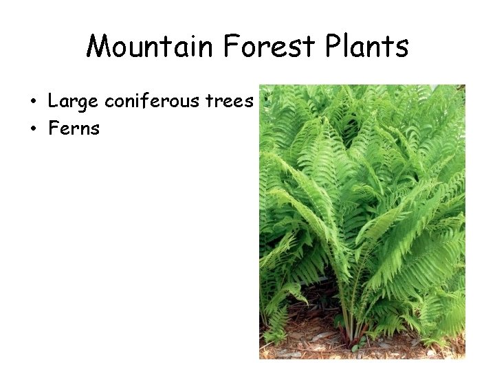 Mountain Forest Plants • Large coniferous trees • Ferns 