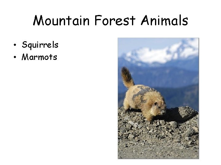 Mountain Forest Animals • Squirrels • Marmots Mountain Forest Animals • Squirrels • Marmots