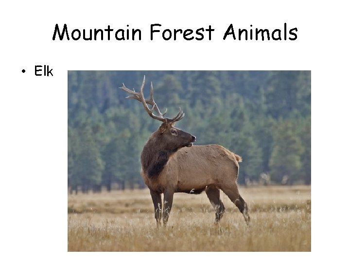 Mountain Forest Animals • Elk 