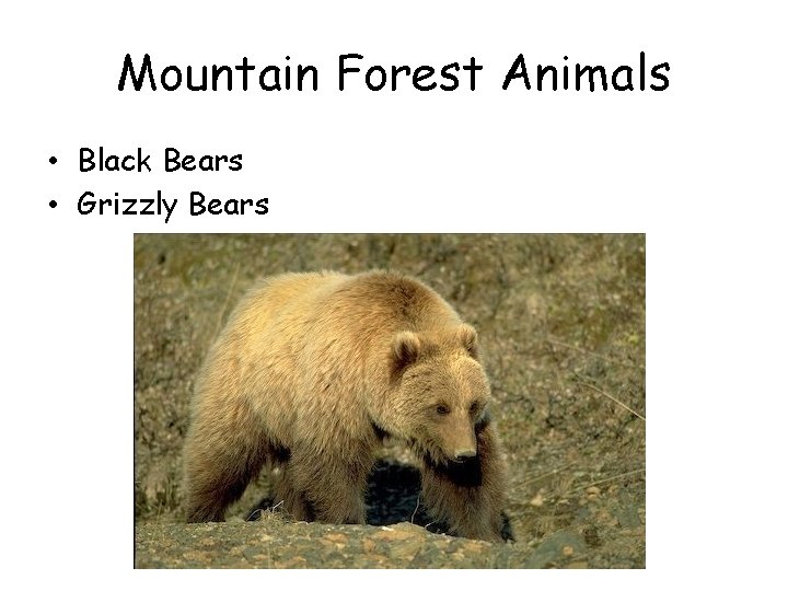 Mountain Forest Animals • Black Bears • Grizzly Bears Mountain Forest Animals • Black Bears • Grizzly Bears