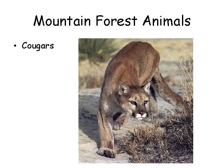 Mountain Forest Animals • Cougars Mountain Forest Animals • Cougars