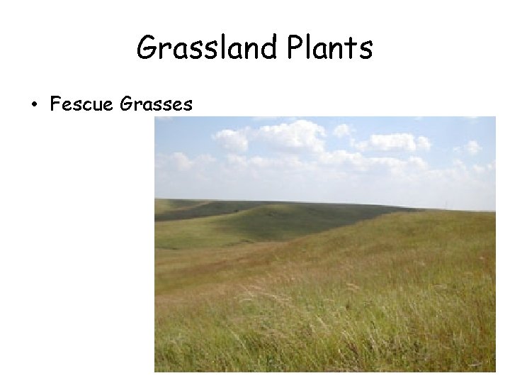Grassland Plants • Fescue Grasses Grassland Plants • Fescue Grasses