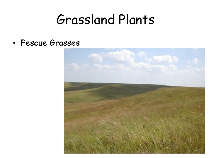 Grassland Plants • Fescue Grasses 