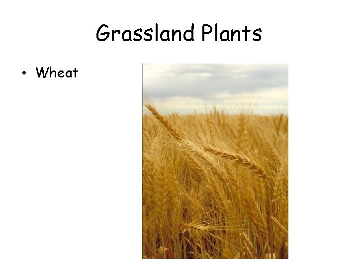 Grassland Plants • Wheat 