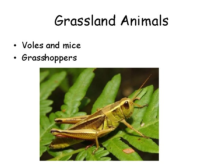 Grassland Animals • Voles and mice • Grasshoppers 