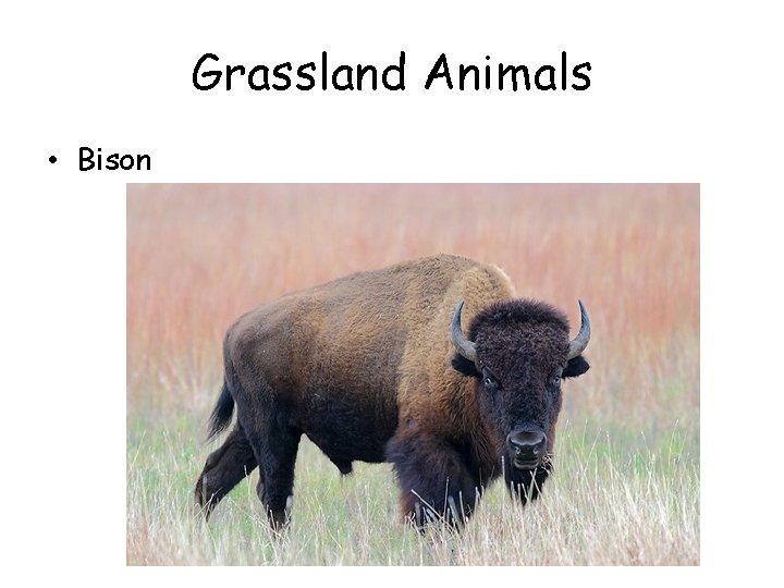 Grassland Animals • Bison 