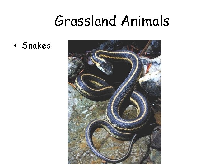 Grassland Animals • Snakes 