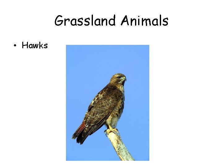Grassland Animals • Hawks Grassland Animals • Hawks