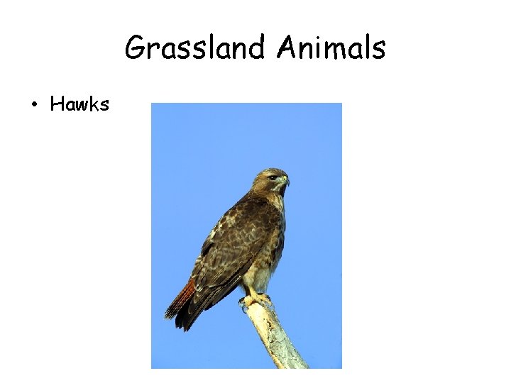 Grassland Animals • Hawks 