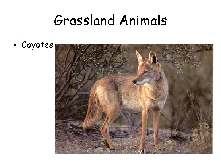 Grassland Animals • Coyotes Grassland Animals • Coyotes