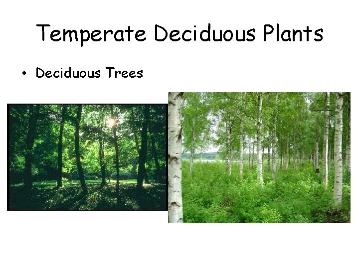 Temperate Deciduous Plants • Deciduous Trees Temperate Deciduous Plants • Deciduous Trees