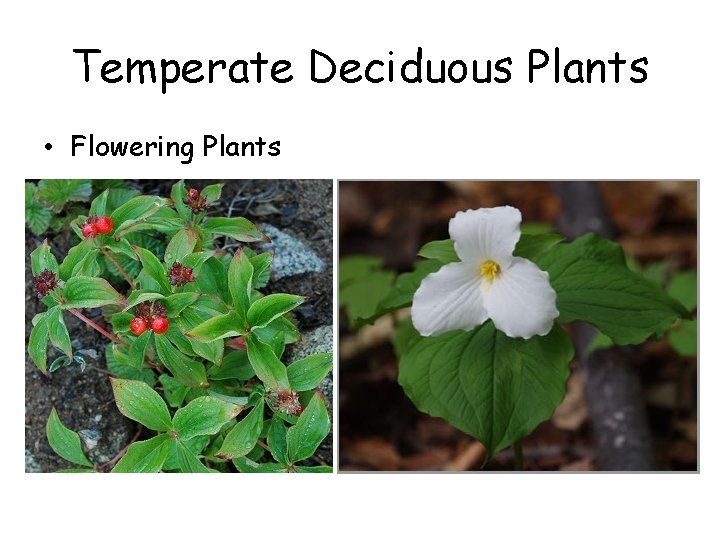 Temperate Deciduous Plants • Flowering Plants 