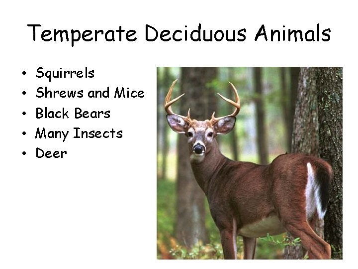 Temperate Deciduous Animals • • • Squirrels Shrews and Mice Black Bears Many Insects