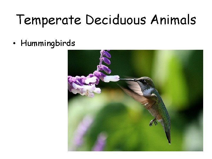 Temperate Deciduous Animals • Hummingbirds Temperate Deciduous Animals • Hummingbirds